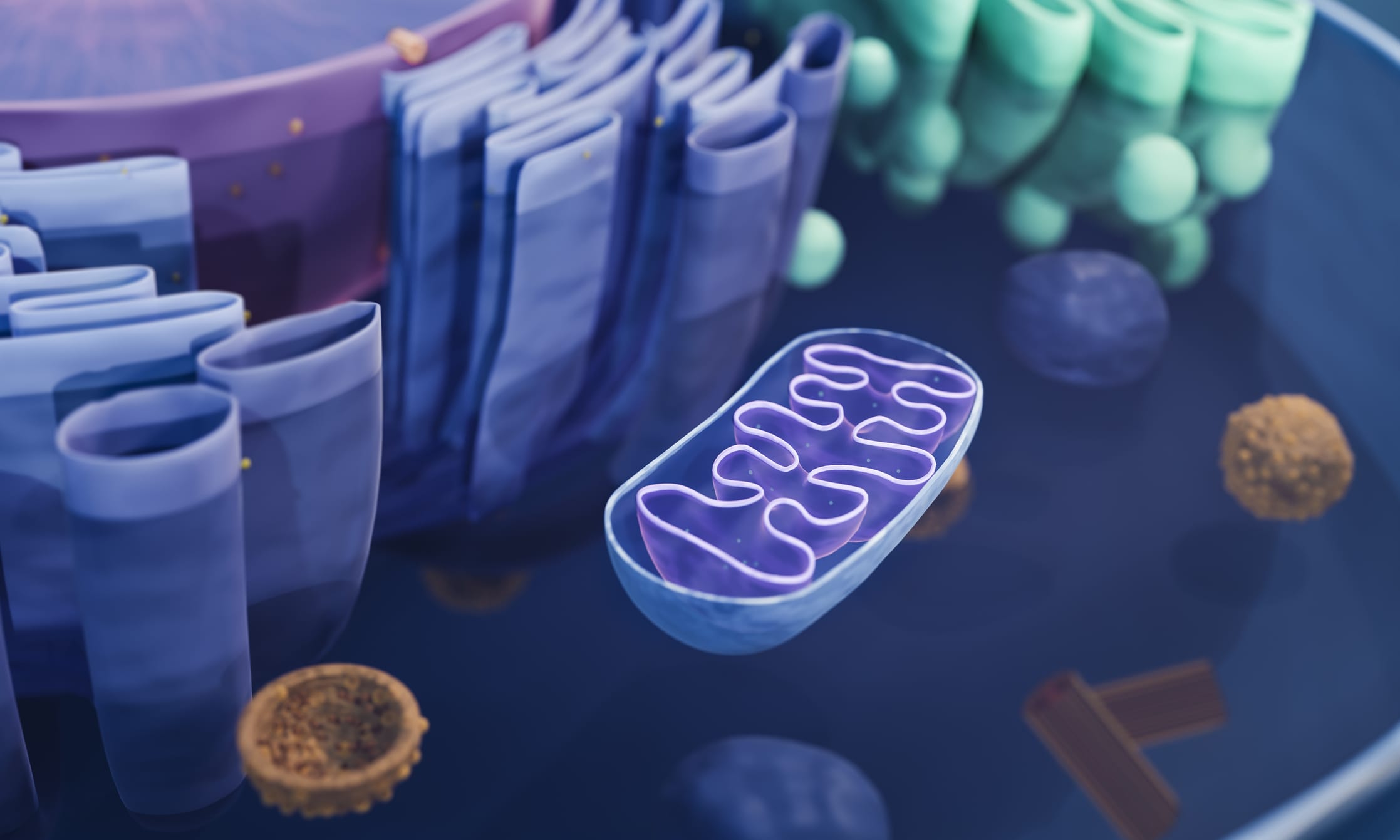 Mitochondrion in cell cross section